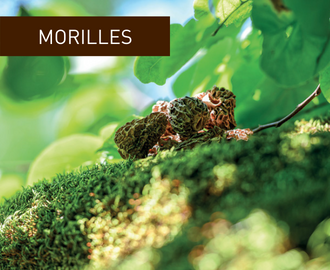 Morilles.champignons