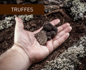 Truffes.champignons