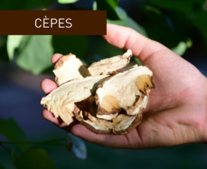 cèpes