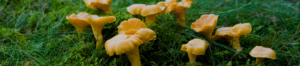 CHANTERELLES.ANDESOL